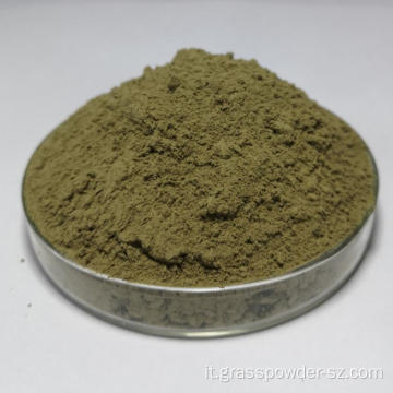 Versatile in polvere di estratto di grano saraceno puro